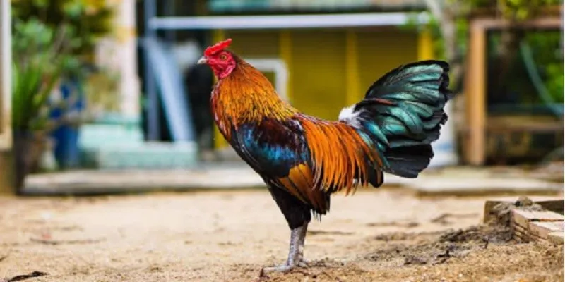 Lựa chọn đúng loại gà là yếu tố then chốt của trận đấu